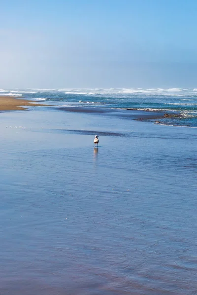 Egy Sirály Áll Víz Szélén San Francisco Ocean Beach — Stock Fotó