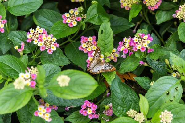 Uma Borboleta Flores Lantana — Fotografia de Stock