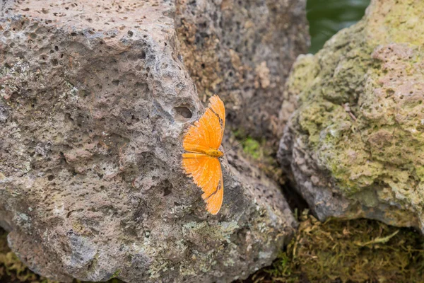 Una Mariposa Con Alas Dañadas Posadas Sobre Una Roca — Foto de Stock