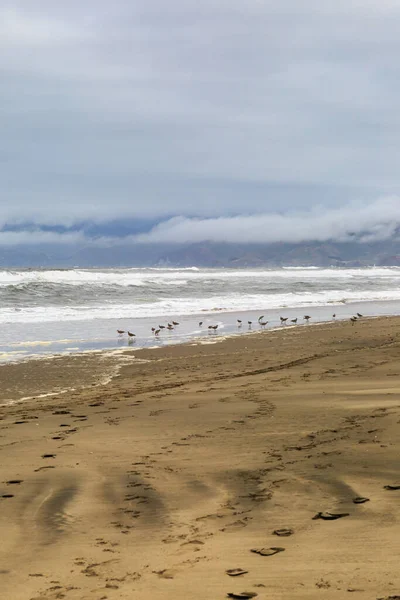 カリフォルニア州サンフランシスコのオーシャンビーチの海岸線で鳥の餌やり — ストック写真