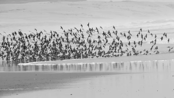 Aves Marinhas Longo Costa Californiana — Fotografia de Stock