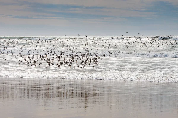 Велика Група Птахів Летить Береговій Лінії Каліфорнійського Узбережжя — стокове фото