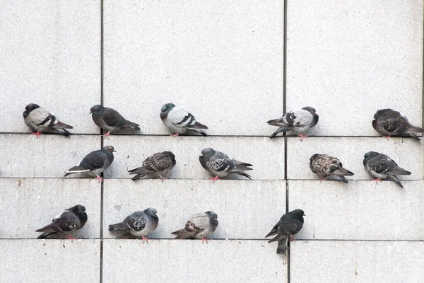 Güvercinler duvar boyunca tünemişti.