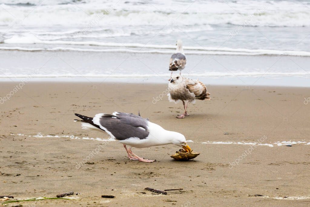A Seagull Eating a Crab