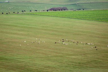 Güneşli bir günde Sussex 'te tarlalarda otlayan çiftlik hayvanları.