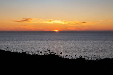 Okyanus üzerinde gün batımı ve ön planda siluetli bitkiler