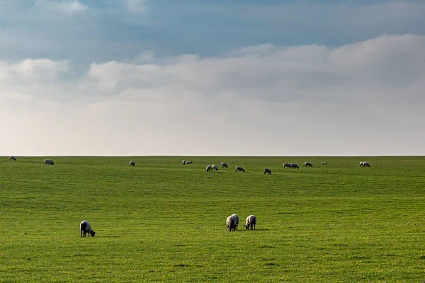 Sheep Grazing Sussex Countryside Sunny Winters Day — Stock Photo, Image