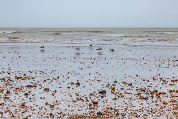 Gaviotas Costa Playa Eastbourne Día Invierno —  Fotos de Stock