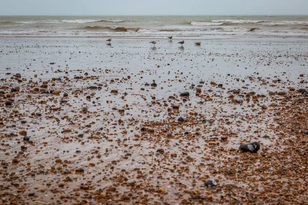 Чайки Піщаному Пляжі Істборні Сассекс — стокове фото