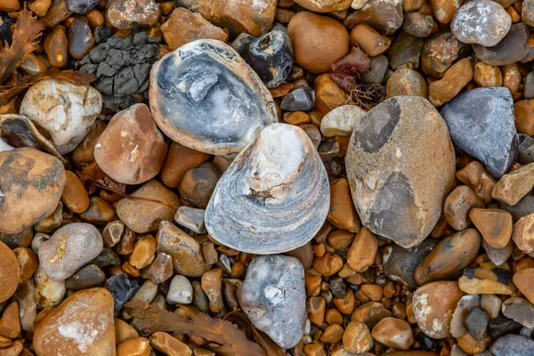 Guardando Giù Ciottoli Gusci Ostriche Sulla Spiaggia Eastbourne — Foto Stock