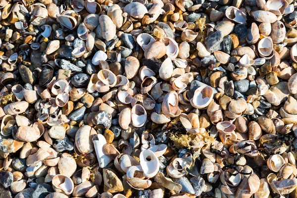 Conchiglie Una Spiaggia — Foto Stock