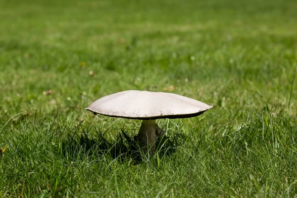 Ein Wilder Pilz Auf Einem Feld — Stockfoto