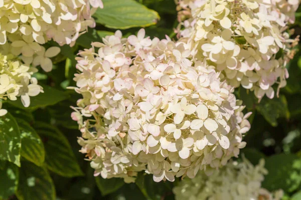 Närbild Hortensia Blommor — Stockfoto