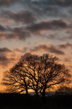 Gün batımında Siluetli Ağaç