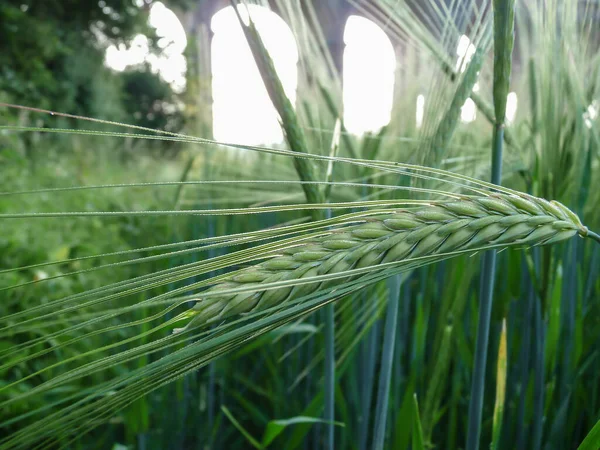 Weizen Aus Nächster Nähe — Stockfoto