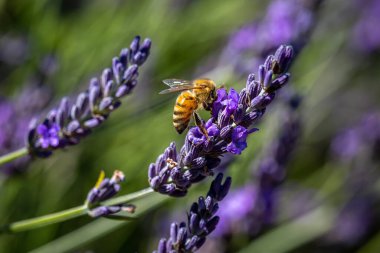 Bir bal arısı lavanta çiçeğinin üzerinde, sığ bir tarlada
