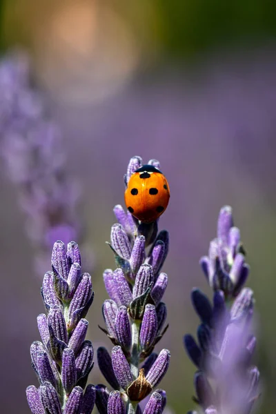 Uma Joaninha Uma Flor Lavanda Com Uma Profundidade Rasa Campo — Fotografia de Stock