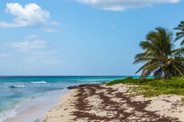 Karayip adası Barbados 'ta kumlu bir sahile bakıyorum.