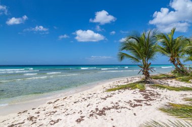 Karayip adası Barbados 'ta bir sahilde palmiye ağaçları