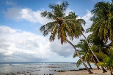 Karayip adası Barbados 'ta kumlu bir sahilde palmiye ağaçları