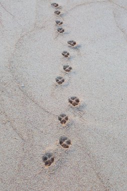 Barbados adasında kumlu bir sahilde pençe izleri.