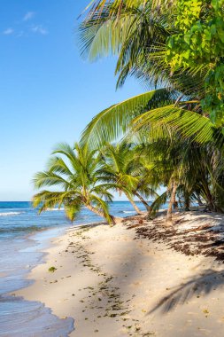Karayipler 'deki Barbados adasında palmiye ağaçları ve kumlu bir plaj.