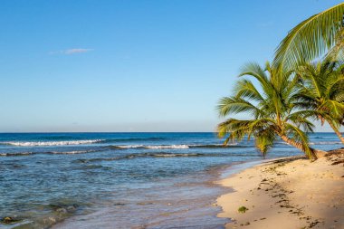 Karayipler 'deki Barbados adasında palmiye ağaçları ve kumlu bir plaj.