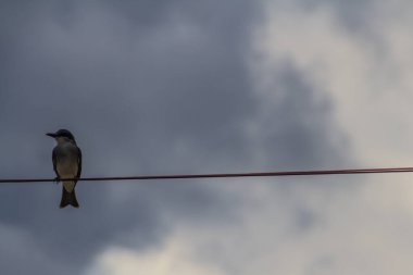 Tepe kablosuna tüneyen bir kuş.