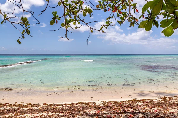 Mirando Mar Desde Debajo Árbol Isla Barbados —  Fotos de Stock