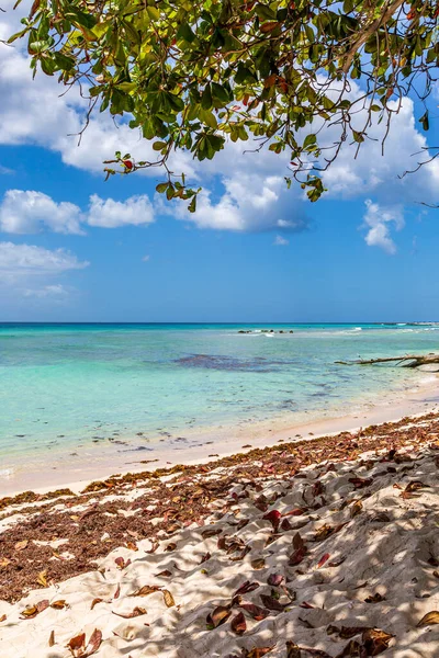 Looking out to sea from under a tree, on the island of Barbados