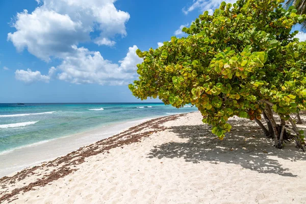 Árboles Una Playa Arena Isla Caribeña Barbados — Foto de Stock