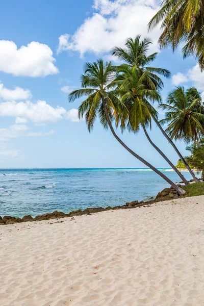 Пальмы Песчаном Пляже Карибском Острове Барбадос — стоковое фото