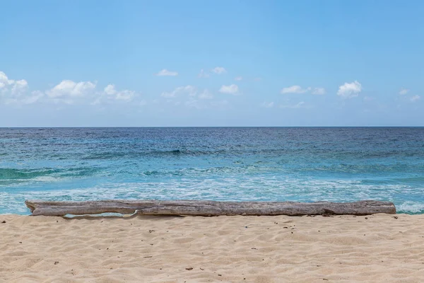 Tronco Árvore Uma Praia Areia Ilha Barbados — Fotografia de Stock