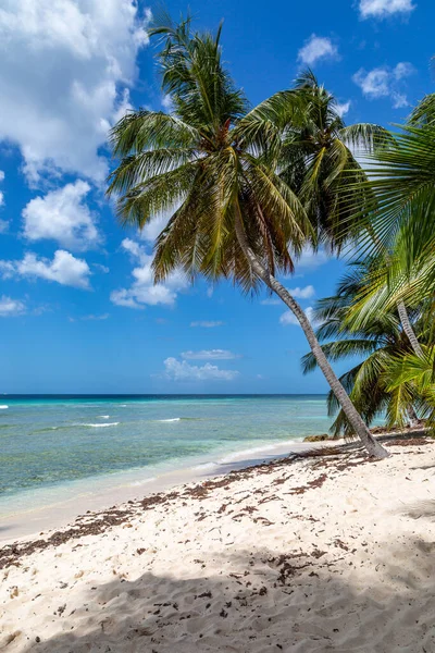 Palmeiras Uma Praia Ilha Caribenha Barbados — Fotografia de Stock
