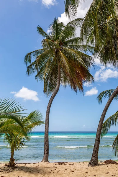 Пальмы Песчаном Пляже Карибском Острове Барбадос — стоковое фото
