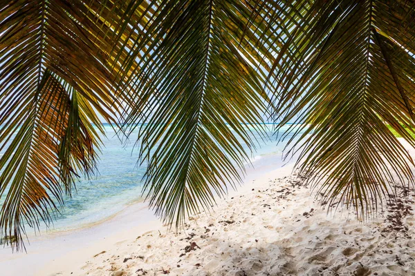 Olhando Para Mar Baixo Uma Árvore Ilha Barbados — Fotografia de Stock