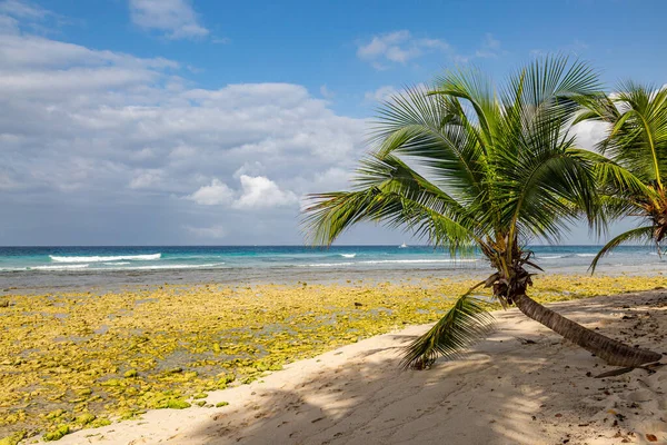 Palmeiras Uma Praia Caribenha Durante Madrugada Maré Baixa — Fotografia de Stock