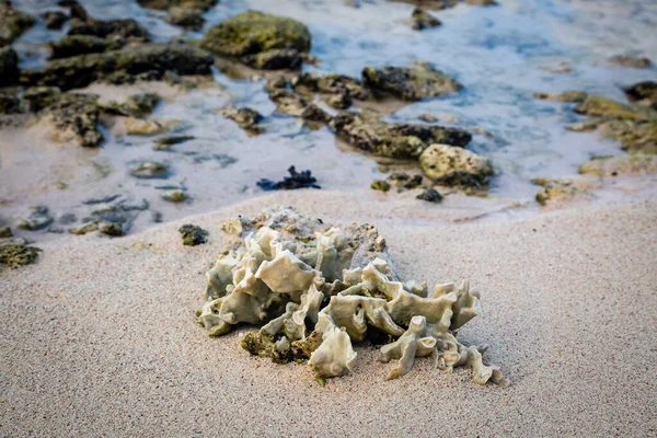 Coral Blanqueado Bañado Una Playa Del Caribe — Foto de Stock