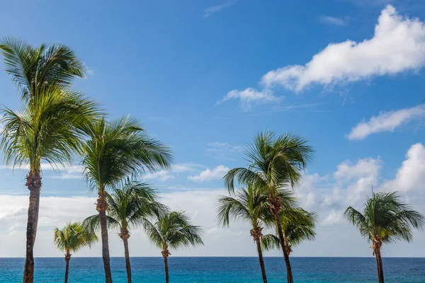 加勒比海后的棕榈树 — 图库照片