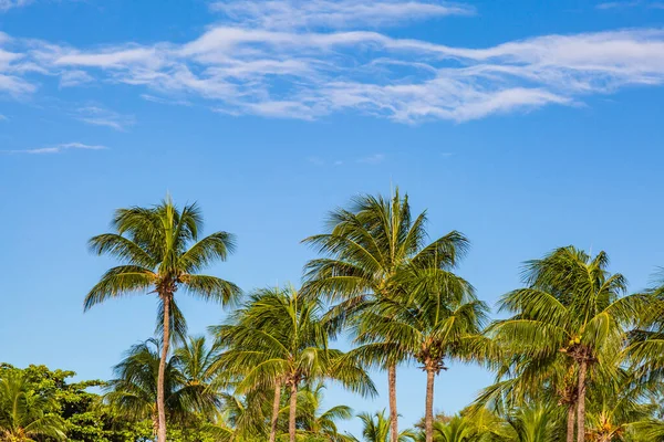 在巴巴多斯的加勒比岛国 椰子树在蓝天的映衬下生长 — 图库照片