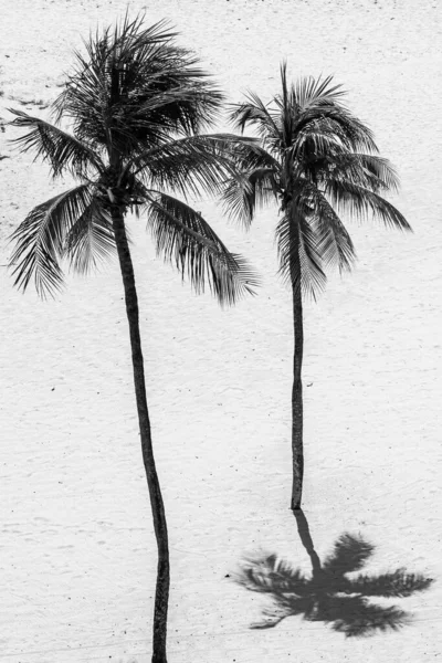 Blick Auf Zwei Palmen Strand — Stockfoto