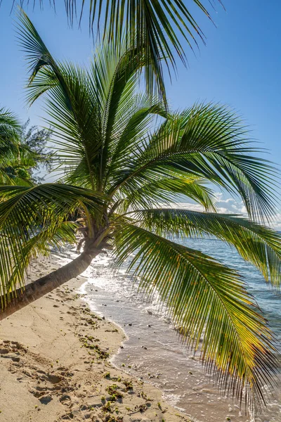 Palmeiras Uma Praia Areia Ilha Barbados Caribe — Fotografia de Stock