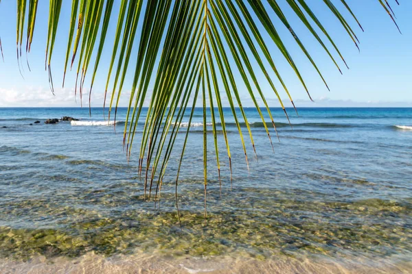 Olhando Através Palmeira Sai Sobre Mar Das Caraíbas — Fotografia de Stock