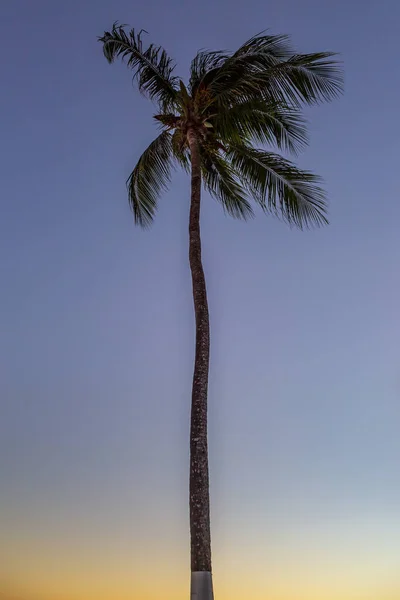 Uma Palmeira Alta Praia Barbados Com Céu Por Sol Atrás — Fotografia de Stock