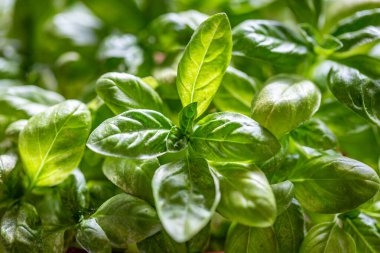 Bir fesleğen bitkisine yakın çekim, sığ bir alan derinliği var.