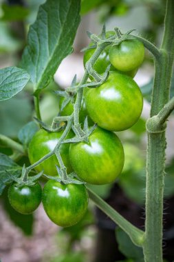 Sarmaşıkta yeşil domatesler, sığ bir tarlada