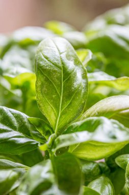 Bir fesleğen bitkisine yakın çekim, sığ bir alan derinliği var.