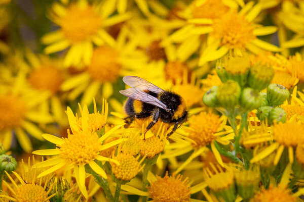A close up of a bee on vibrant common ragwort flowers, in the summer sunshine