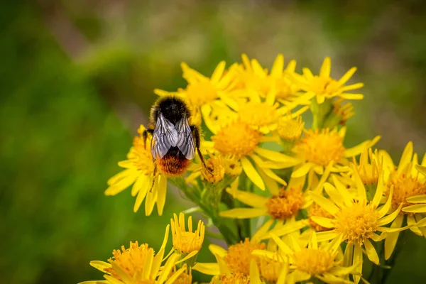 Eine Großaufnahme Einer Biene Auf Lebendigen Blüten Des Gewöhnlichen Lammkrauts — Stockfoto