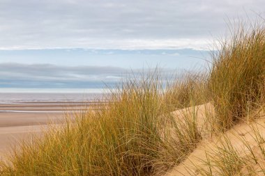 Merseyside, Formby 'deki kum tepelerinde Marram otları.